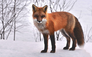 Red fox snow nature blurry - bourgeoi free wallpaper