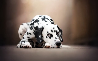 Dalmatian puppy laying down optical - the camera lense free wallpaper