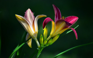 Flower pair green gradient macro - a blurry background behind them free wallpaper