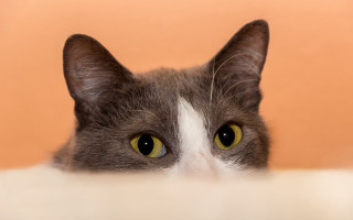 Black cat impressionism white background - a brown background free wallpaper