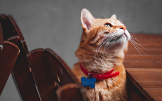 Cat bench looking up collar - a name tag free wallpaper