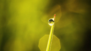 Green plant bug macro glowing - stem and a blurry background free wallpaper for desktop