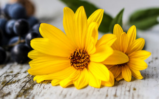 Yellow flowers grapes black berry - leaf free wallpaper