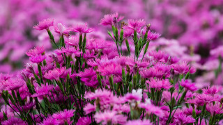 Purple flower field blurry background 2 - green stem free wallpaper for desktop