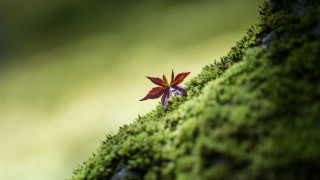 Small purple flower moss wall 2 - a green background and a blurry background free wallpaper