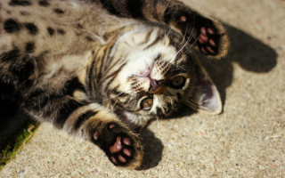 Cat back paws spread eyes - sharp claw free wallpaper
