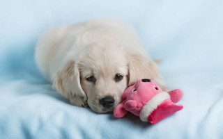 Puppy stuffed animal blue blanket - a puppy free wallpaper for desktop