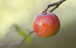 Red apple water droplets macro 5 - surface and a blurry background free wallpaper