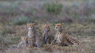 Cheetahs babies field wildlife kemono - wildlife photography free wallpaper for desktop
