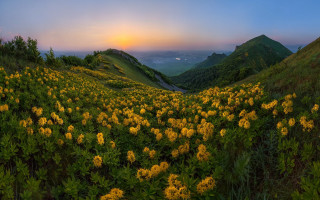 Yellow flower sunset mountains sky - a sunset in the background and mountains free wallpaper