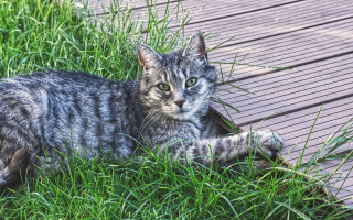 Sad cat in grass outdoors 4 - a deck free wallpaper