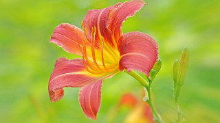 Red yellow flower green blurry 2 - anne rigney free wallpaper
