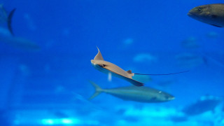 Fish aquarium blue background hologram - a large aquarium free wallpaper