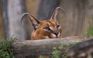 Cat log grass tree fence - in the grass free wallpaper