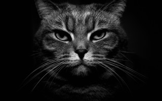 Cat face black white stripe - neoism free wallpaper for desktop