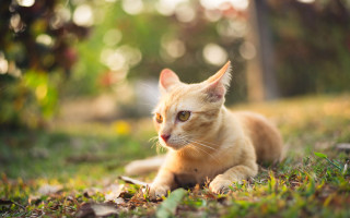 Cat grass surprised bokeh christmas - a cat free wallpaper