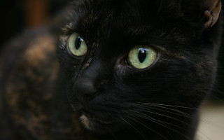 Black cat green eyes serious 3 - its face and chest free wallpaper