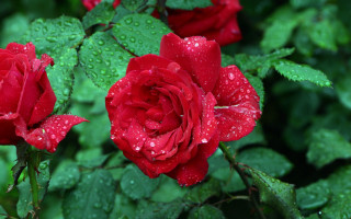 Red roses water droplets macro 5 - a few drop of water free wallpaper