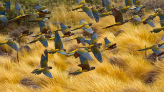 Flock birds over dry grass - a flock of birds free wallpaper