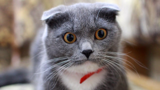 Gray cat red collar sad - a red collar free wallpaper for desktop