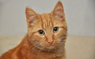 Brown cat closeup white background - a close up of a cat free wallpaper