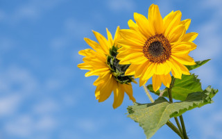 Sunflowers vase sunny day blue - blue sky in the background free wallpaper