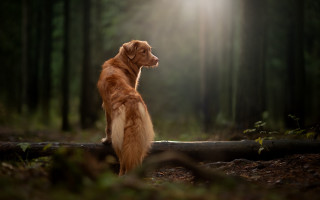 Dog log woods sky sun - the sky and trees free wallpaper