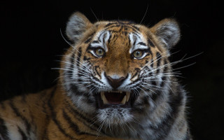 Tiger open mouth realistic animal - mouth wide open free wallpaper