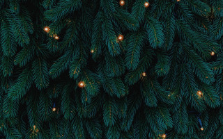 Pine tree lights forest night - a close up of a pine tree free wallpaper