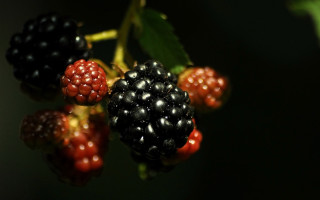 Berries closeup branch leaves dark - caravaggio free wallpaper