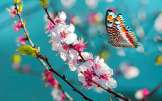 Butterfly branch cherryblossoms bokeh pinkflower - nature free wallpaper