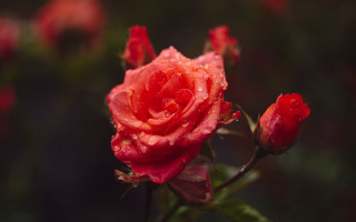 Red rose water droplets macro 66 - green background free wallpaper for desktop