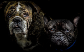 Dogs brown black blue eyes - a black background behind them free wallpaper for desktop