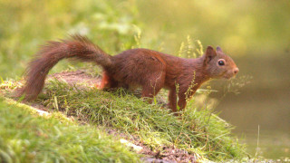Squirrel mossy hill plant blue - mossy free wallpaper
