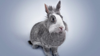 Gray white rabbit blue floor - animal free wallpaper for desktop