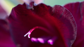 Purple flower macro blurry background 4 - macro photography free wallpaper