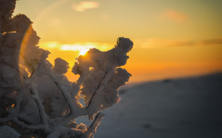 Snowy plant sunset flame horizon - artur grottger free wallpaper