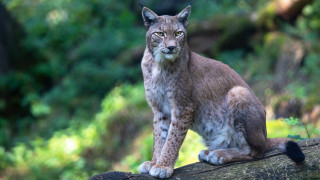 Lynx woodland serious focus nature - a lynx free wallpaper