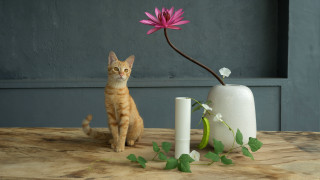 Cat vase flower still life - a cat sitting next free wallpaper for desktop