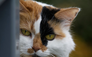 Cat green eyes window blurry - a blurry background of trees and bushes free wallpaper