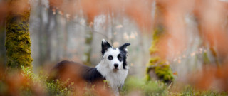 Dog forest autumn fire bushes - a few bush free wallpaper