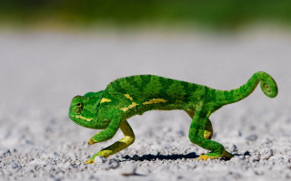 Small green lizard sandy ground - optical illusion free wallpaper