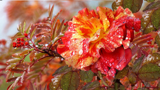 Flower waterdroplets roses autumn leaves - leaf and berries free wallpaper