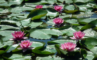 Pink water lilies green leaves - blanche hoschedé monet free wallpaper