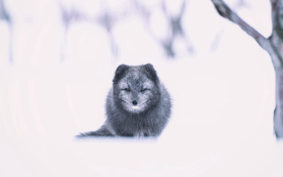 Small animal snow tree branch - caspar wolf free wallpaper for desktop