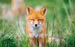 Red fox closed eyes grass - furry art free wallpaper