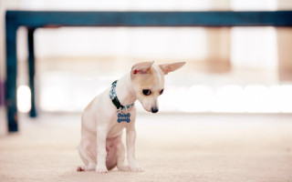 Small white dog blue collar - a blue table free wallpaper