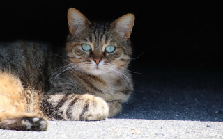 Cat blue eyes laying dark - the ground in the dark free wallpaper