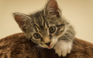 Kitten curious blanket portrait animal - a curious look free wallpaper