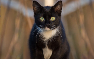 Black white cat yellow eyes 14 - symmetrical eye free wallpaper